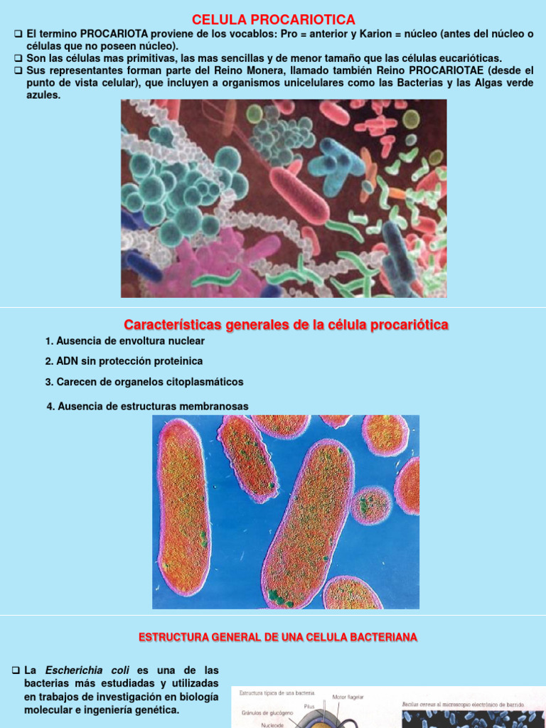 02 Celula Procariotica | PDF | Plásmido | Las bacterias