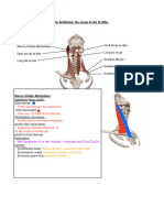 Anatomie Du Cou