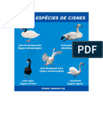 Tipos de Cisnes