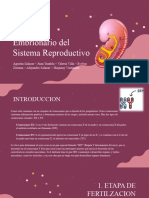 Desarrollo Embrionario Del S. Reproductivo