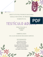 Práctica 2 Testículo Adulto