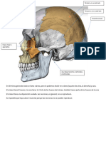 Anatomia Externa de Cerebro 