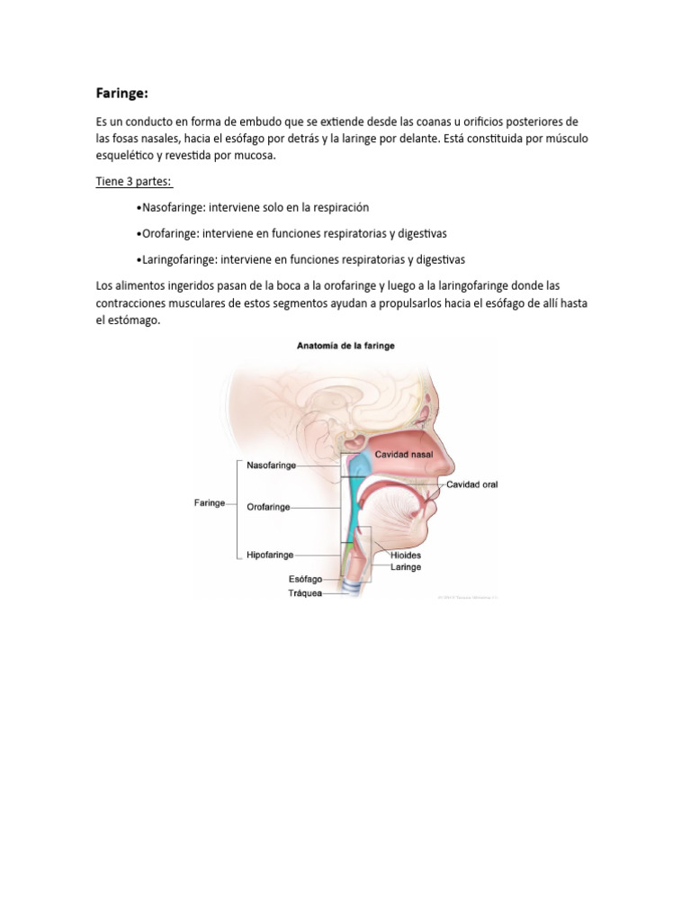 Estructura y Función de Faringe y Esófago | PDF | Salud y bienestar ...