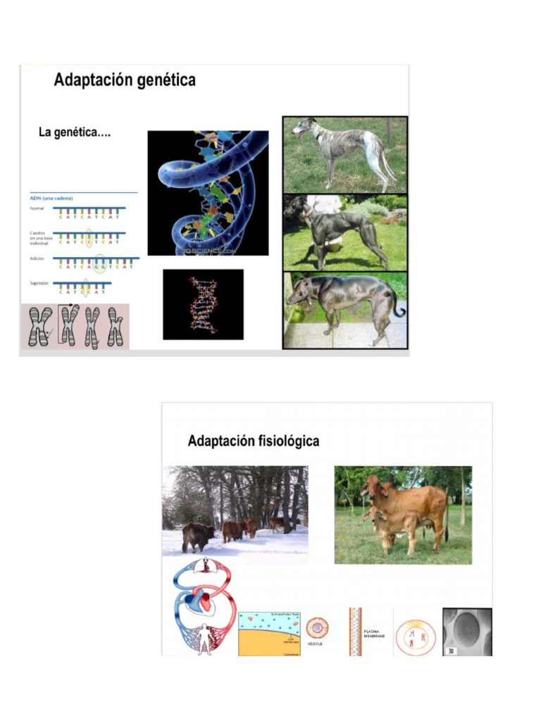 Adaptación Genética | PDF