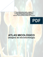 Atlas Micológico