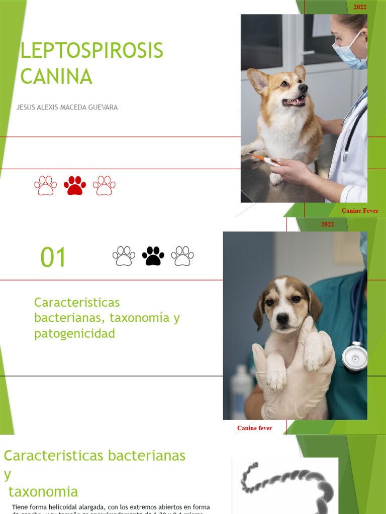 Leptospirosis en perros: diagnóstico y tratamiento | PDF | Inmunología ...