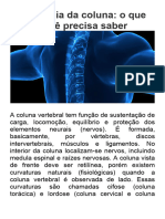 Anatomia Da Coluna - O Que Você Precisa Saber