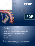 Penis