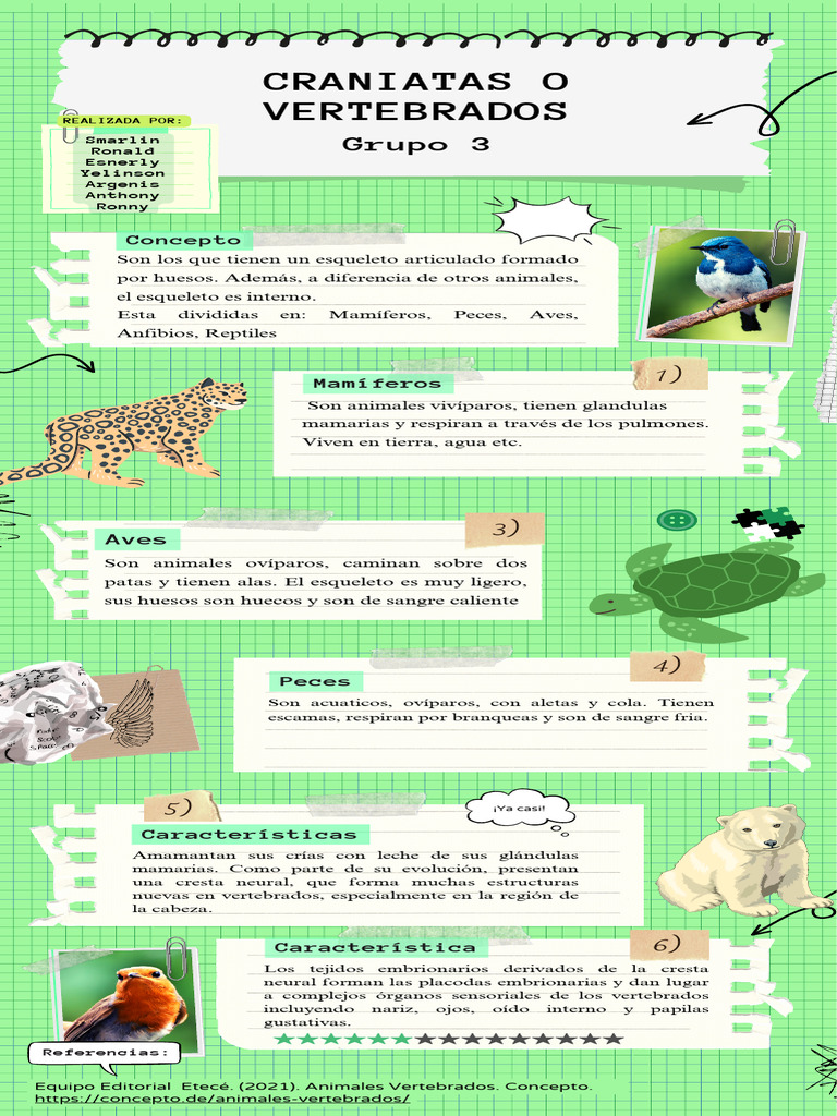 Infografía Sobre Los Vertebrados o Craniatas | PDF