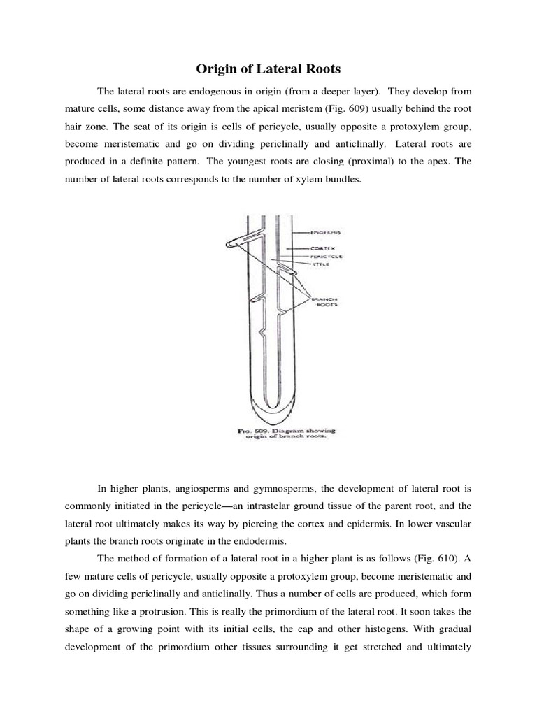 csir-net-pathfinder-origin-of-lateral-root-1-pdf-root-tissue
