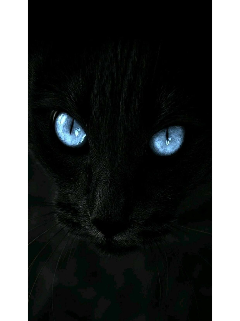 Black Cat W | PDF