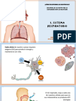 sistema respiratorio