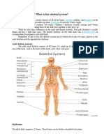 Skeletal System Reading Comprehension Exercises - 126764