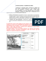 Infecciones de Piel y Tejidos Blandos