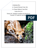 Animales en Peligro de Extincion en Yucatan El Venade de Cola Blanca - 062735