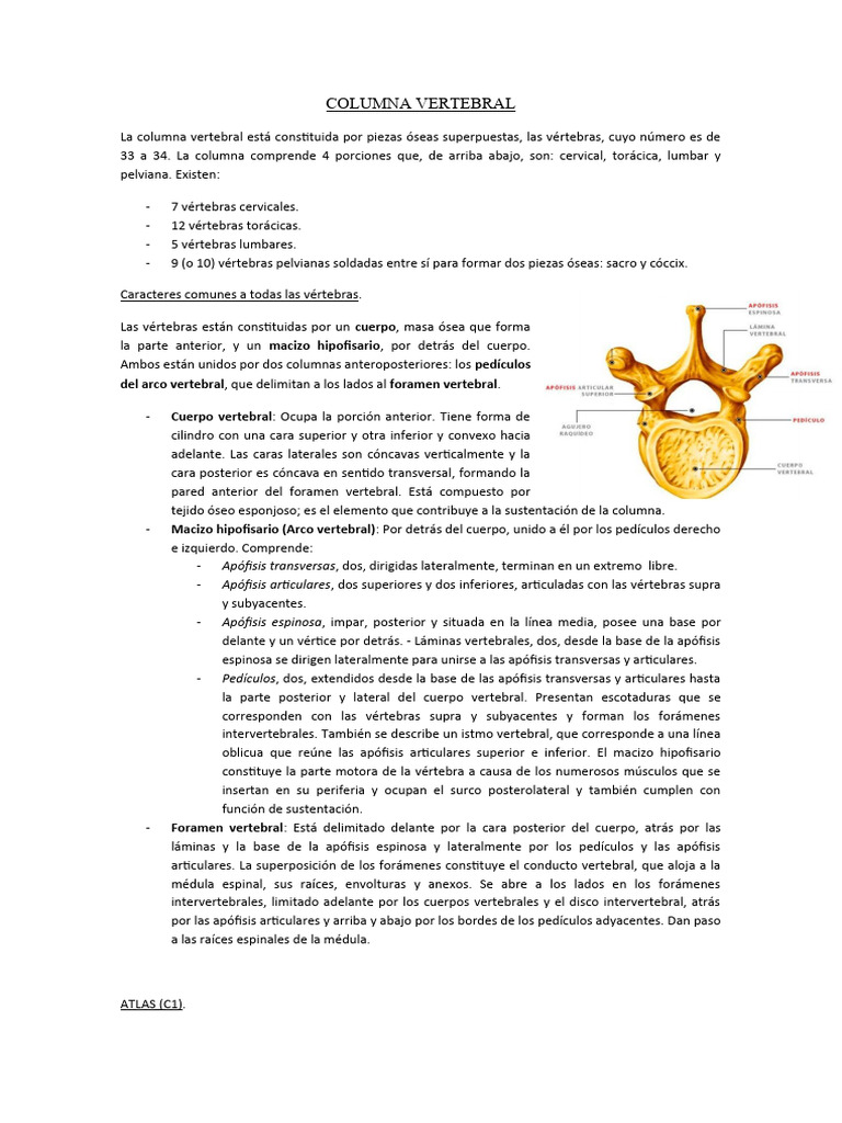 Anatomía de la Columna Vertebral | PDF | La columna vertebral | Vértebra