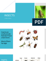 INSECTS New