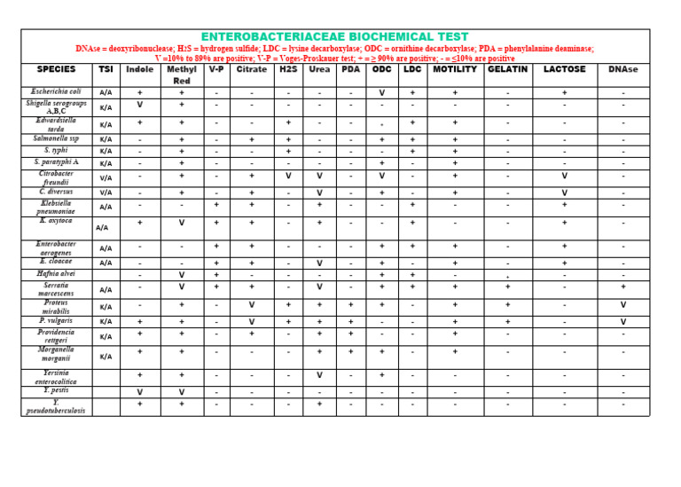 Enterobacteriaceae Biochemical Test Pdf Bacteria Organisms