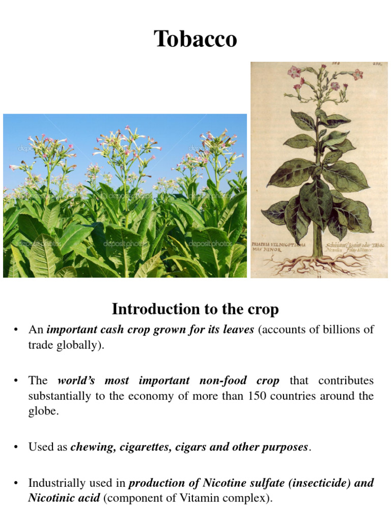 why was tobacco a cash crop Tobacco: Windsor's Windsor Historical Society Cash crop or a curse?