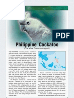 Philippine Cockatoo