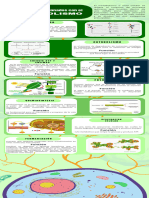 Infografia (Metabolismo) Marco Renan Vazquez Martinez