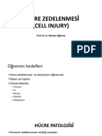 Hücre Zedelenmesi - 2022-23-1