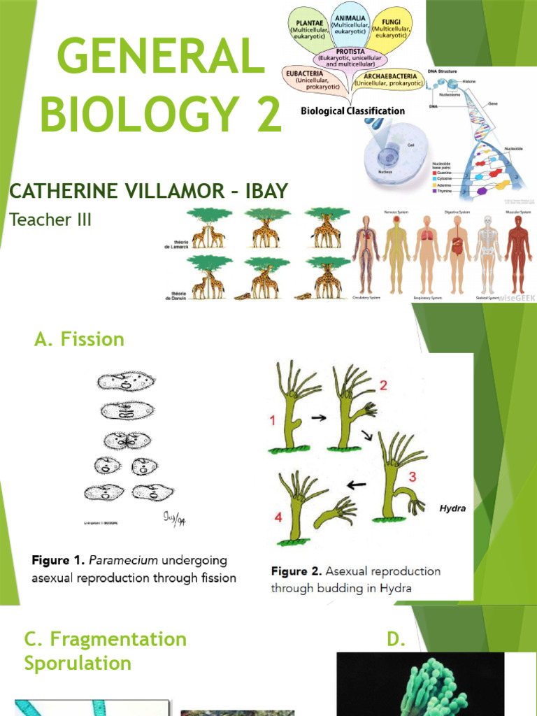Lecture 1 - Asexual and Sexual Reproduction | PDF | Sexual Reproduction ...