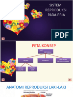 Sistem Reproduksi Pria