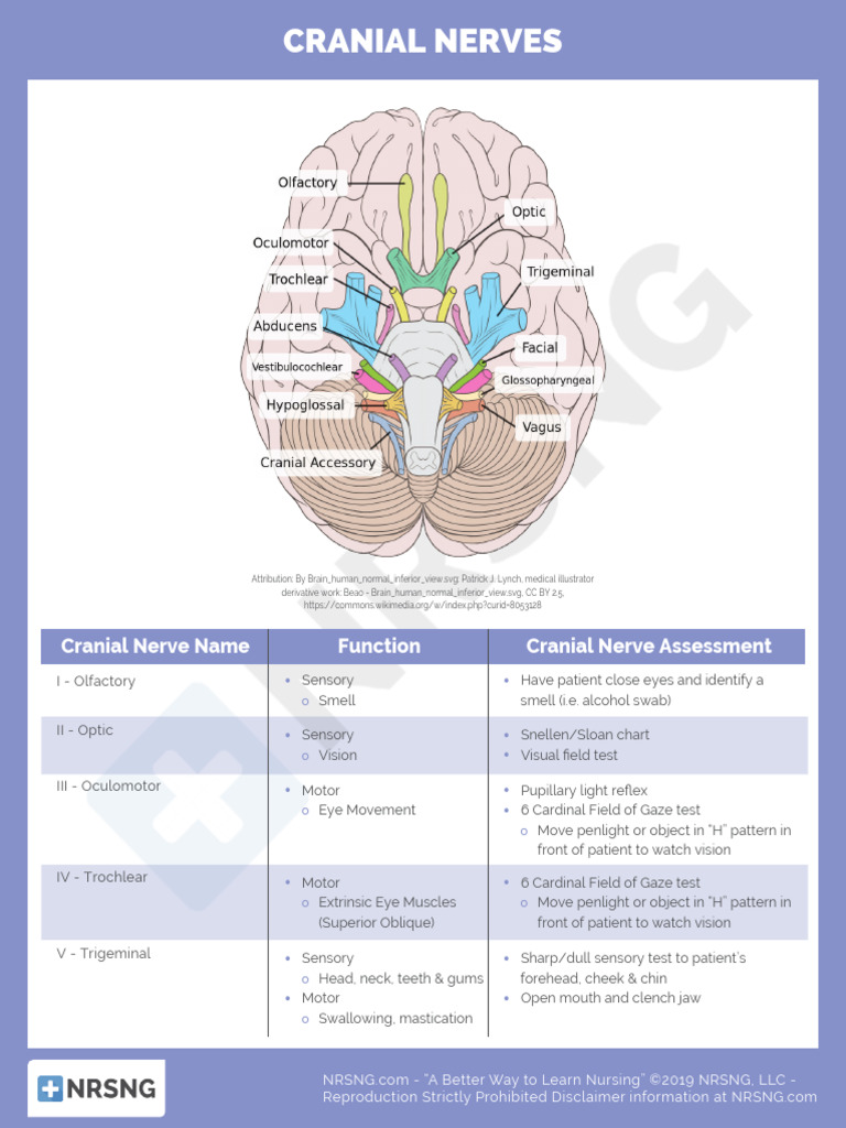 Cs Neuro 016 Cranial - Nerves | PDF | Human Anatomy | Human Head And Neck