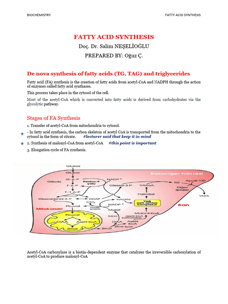 14- Fatty Acid Synthesis | PDF | Biosynthesis | Fatty Acid