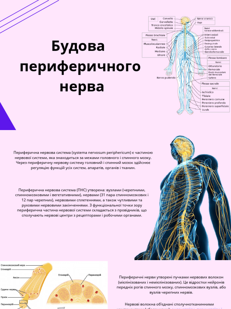 Будова периферичного нерва | PDF