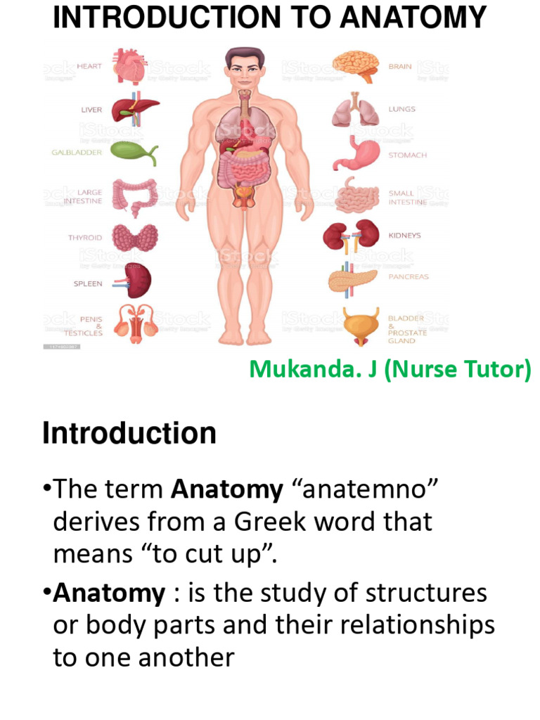 Anatomy visual data 4