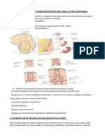 Histofisiología Del Sistema Urinario