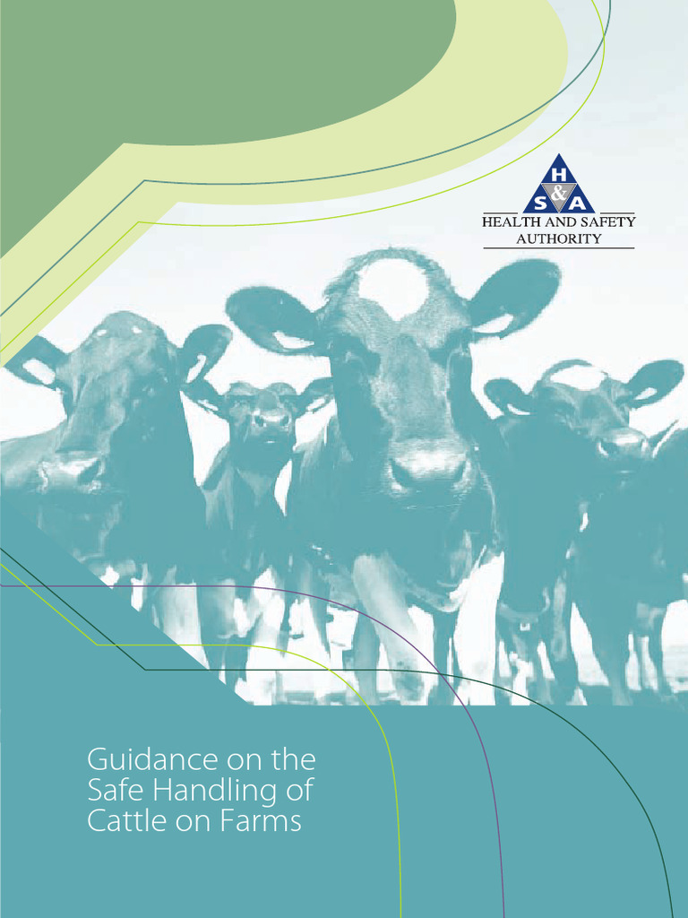 Safe Cattle Handling Guidelines | PDF | Cattle | Dairy