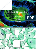 Cells and Organelles