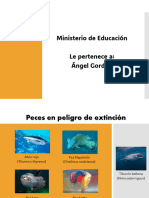 Animales en Peligro de Extincion