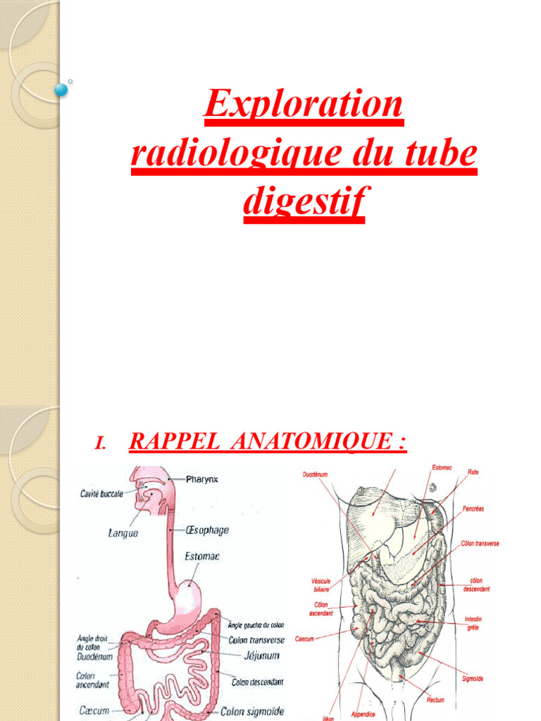 Exploration radiologique du tube digestif | PDF | Gros intestin | Péritoine