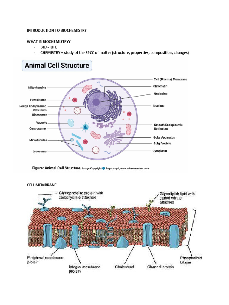 01 Introduction To Biochemistry | PDF | Cell (Biology) | Endoplasmic ...