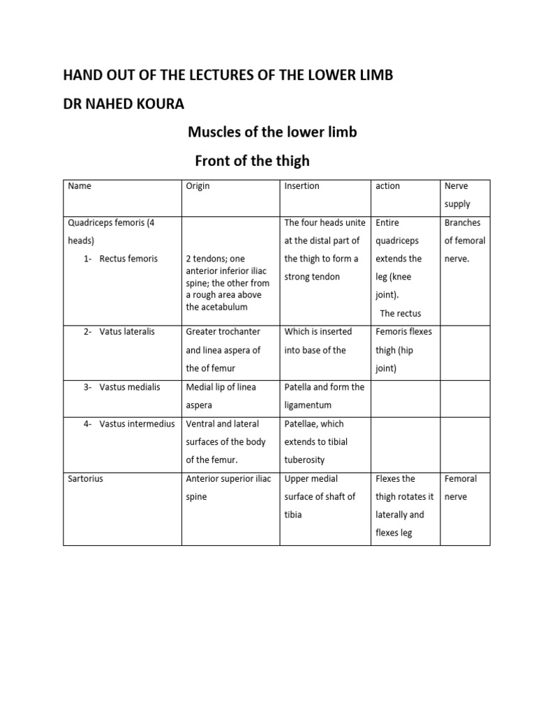Lower Limb Muscle Anatomy Guide | PDF | Human Leg | Knee