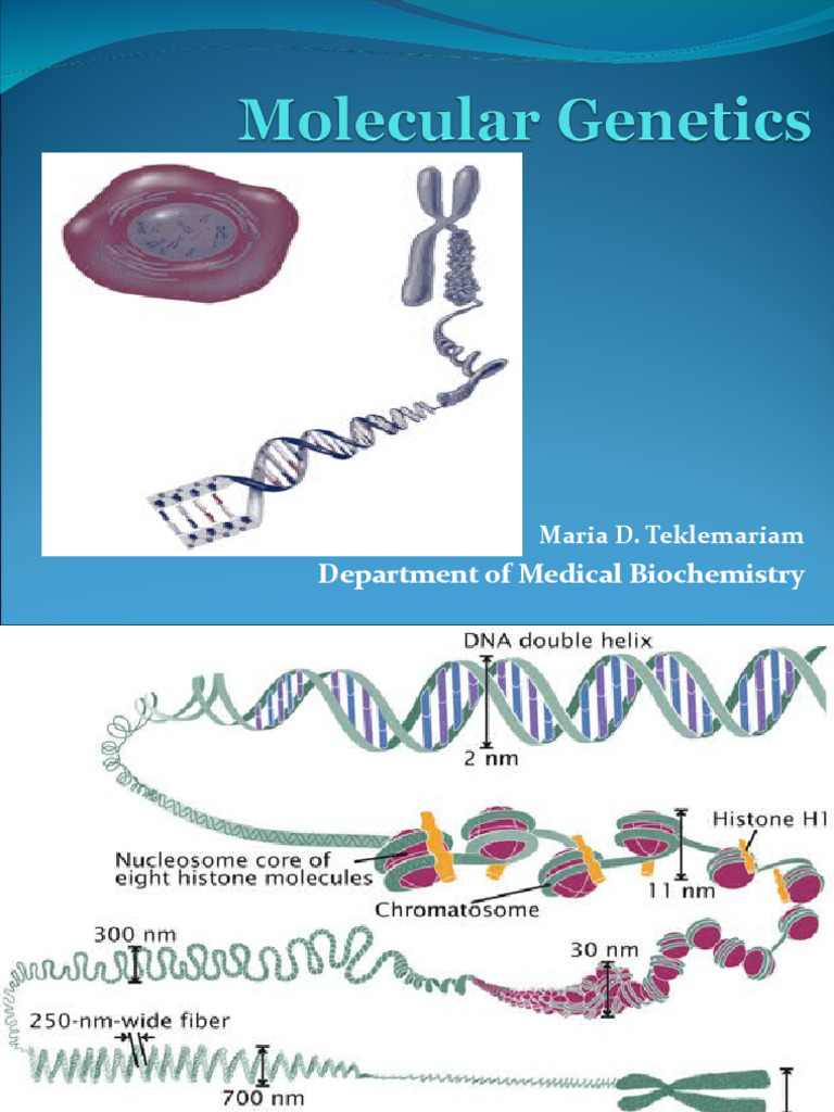 Module 3 Molecular Genetics For | PDF | Histone | Messenger Rna