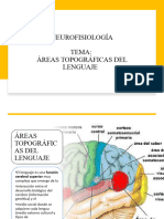 Áreas Topográficas Del Lenguaje