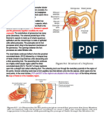 Renal System Anatomy