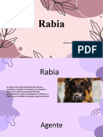 Rabia