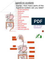 The Human Digestive System 1