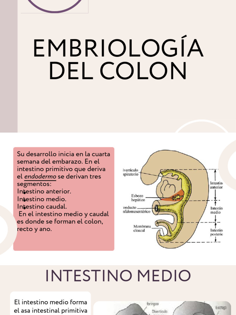 Embriología y anatomía del colon | PDF | Intestino grueso | Tracto ...