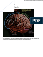 Major Brain Lobes & Structures