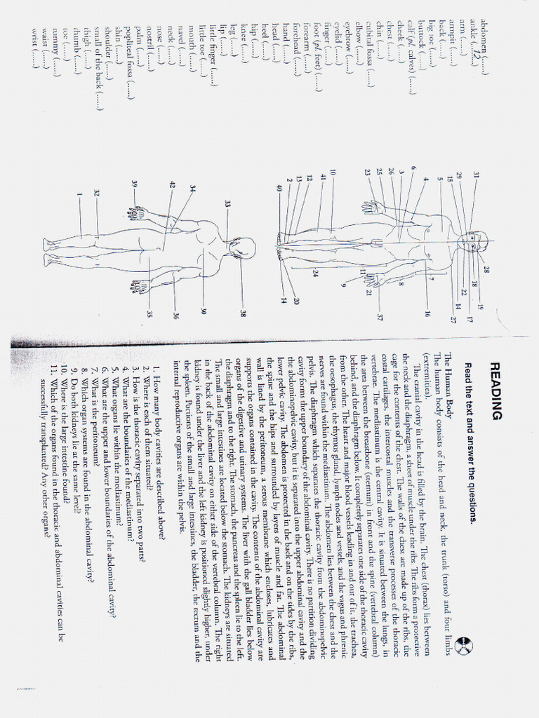 Anatomy Parts and Contents of The Body PDF