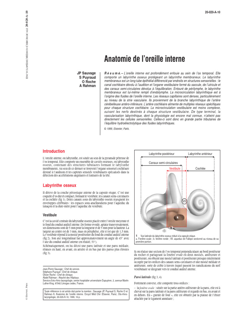 Anatomie de la columelle de l'oreille interne | PDF | Système ...