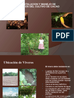 1 Viveros Cacao