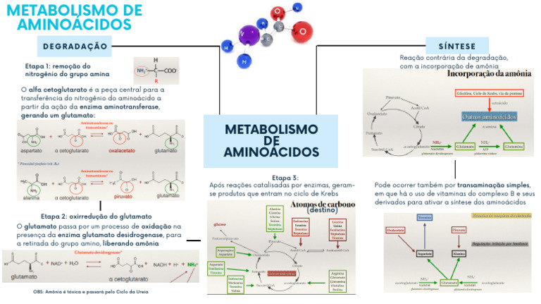 mapa-mental-metabolismo-de-aminoacidos-2-pdf